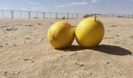 绿洲在哪可以吃瓜,寻味瓜果飘香之旅