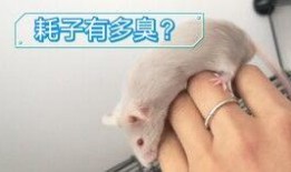 吃瓜群众伊伊,揭秘吃瓜群众的趣味生活