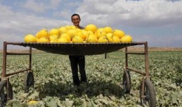 阿拉善吃瓜,瓜果飘香，品味独特美食之旅