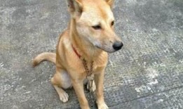 小土狗可以吃瓜,瓜果乐园探秘