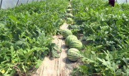 庄河最近吃瓜新闻