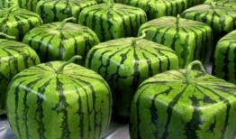 全公司吃瓜,共享瓜果飘香欢乐时光