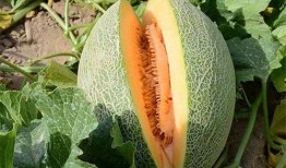 总吃哈密瓜,揭秘甜蜜背后的健康秘密