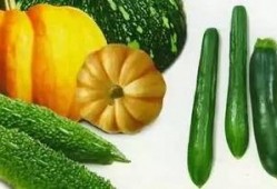 夏日写真吃瓜,吃瓜群众的欢乐时光