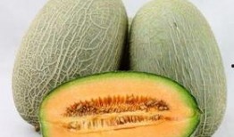 哈巴狗吃哈密瓜,一场意外的美食之旅