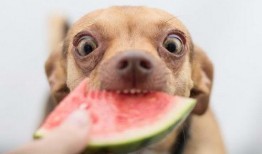 狗打架吃瓜,围观“吃瓜群众”的趣味瞬间