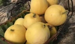 520吃瓜活动,揭秘娱乐圈甜蜜背后的秘密