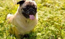 哈巴狗吃哈密瓜,一场意外的美食之旅