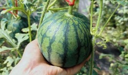 吃瓜侃影瓜圈,吃瓜群众揭秘娱乐圈幕后故事