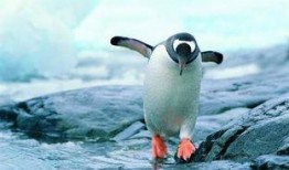 企鹅吃瓜图文大全,趣味图文大盘点