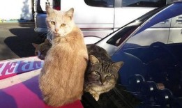 吃瓜群众科学猫,揭秘科学世界的趣味与奥秘