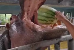 河马吃米不吃瓜,偏爱米粮，对瓜果情有独钟