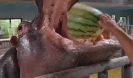 河马吃米不吃瓜,偏爱米粮，对瓜果情有独钟