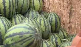 全公司吃瓜,共享瓜果飘香欢乐时光