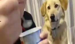 狗子与我吃瓜,一场奇妙的吃瓜之旅