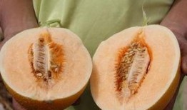 夏唯超级吃瓜,揭秘娱乐圈幕后风云