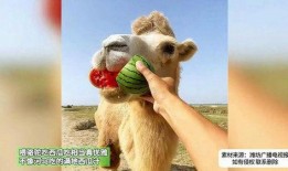 河马吃米不吃瓜,偏爱米粮，对瓜果情有独钟