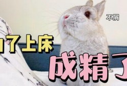 兔子天天有瓜吃