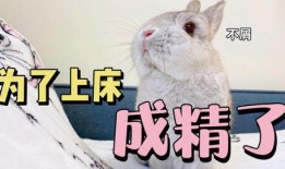 兔子天天有瓜吃