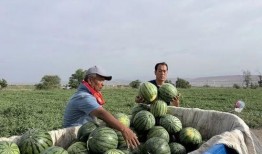 高邮城南新区吃瓜,夏日吃瓜盛宴，探寻瓜果飘香的小区生活