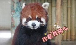 阿瓜怎么吃,解锁各种美味吃法