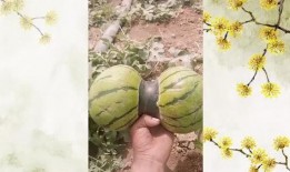 裹着头吃瓜,夏日清凉新风尚