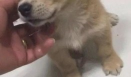 小土狗可以吃瓜,瓜果乐园探秘