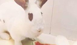 兔子天天有瓜吃