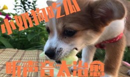 狗打架吃瓜,围观“吃瓜群众”的趣味瞬间