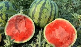 942412吃瓜群,一场网络热议背后的真相