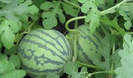 吃瓜吴希诺,娱乐圈的“瓜王”传奇