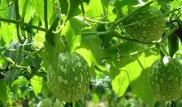 吊瓜芽怎么吃最好