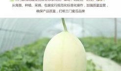 台州温岭新河吃瓜