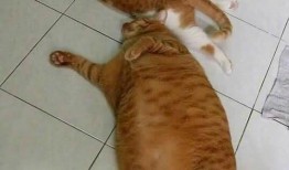 猫猫请你吃瓜,一场温馨的美食之旅