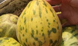 吃安新的瓜,探寻夏日美味之源