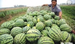 吃瓜上哪里找,带你领略网络热点的魅力