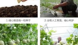 年终聚会吃瓜,欢乐时光里的趣味瞬间