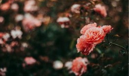 花花与情人吃瓜,揭秘娱乐圈幕后故事