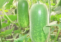 西北政法ppt吃瓜,揭秘校园“吃瓜”文化背后的法律思考