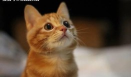 吸猫吃瓜吃黄桃,闲适生活的三重奏