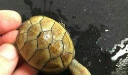 头盔蛋龟吃瓜,探索龟类吃瓜的趣味时光