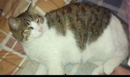 吃瓜群众科学猫,揭秘科学世界的趣味与奥秘