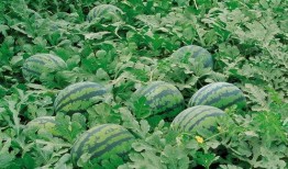 st热心韭菜吃瓜,揭秘网络热点的背后故事