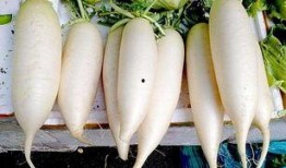 生吃萝卜熟吃瓜,生熟各异，养生之道尽在其中