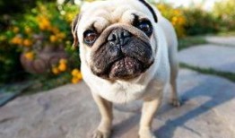 哈巴狗吃哈密瓜,一场意外的美食之旅