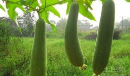 吃了水瓜可不可以吃鸡,同食相宜还是禁忌？