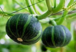 最近偃师吃瓜,揭秘背后真相与网络舆论风暴