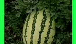 每日日常吃瓜,揭秘娱乐圈新鲜事