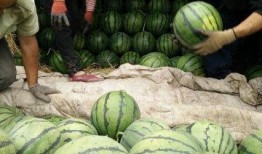 庄河最近吃瓜新闻