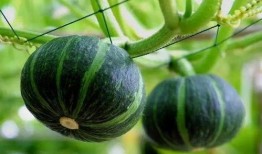 庄河最近吃瓜新闻